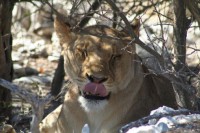 /album/fotos-afrika/img-7128-small-jpg/